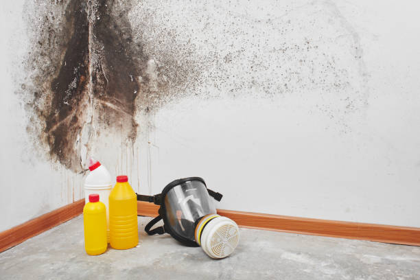 Best Home Mold Removal  in White Plains, NY