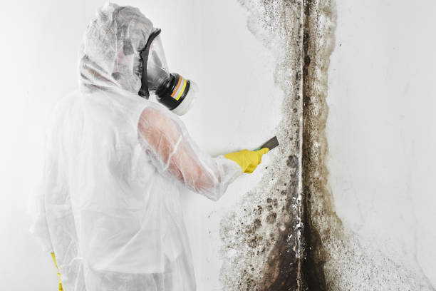 Home Mold Removal in White Plains, NY