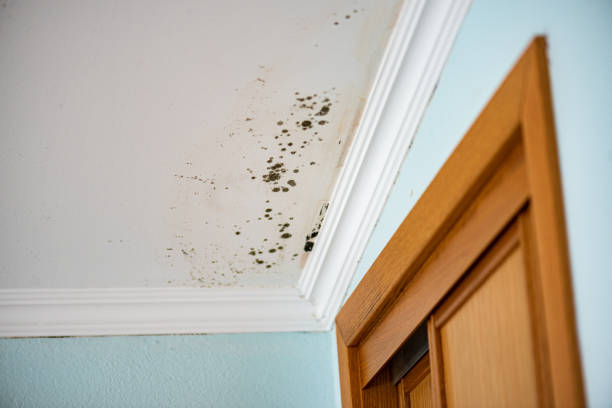 Best Attic Mold Removal  in White Plains, NY