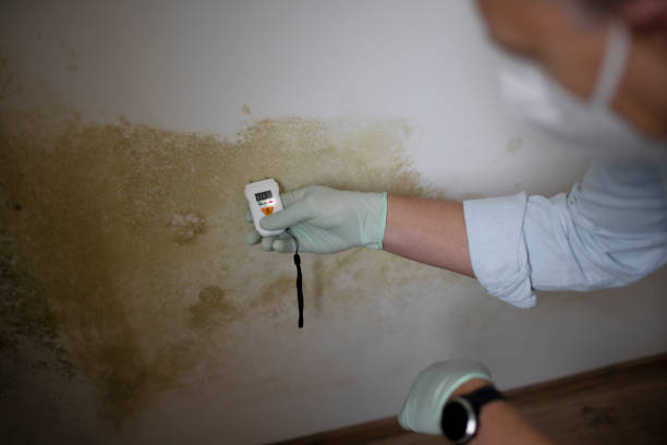 Best Same-Day Mold Removal  in White Plains, NY