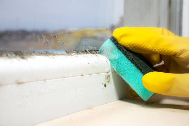 Office Mold Removal Services in White Plains, NY