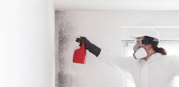 Best Mold Remediation  in White Plains, NY