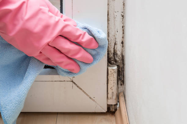 Best Professional Mold Removal  in White Plains, NY